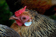 Huhn von aristides2